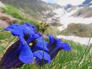 32 Gentiana acaulis (Genziana di Koch)